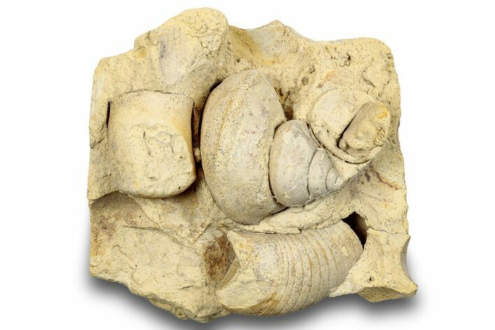 Ordovician Marine Fossil Association - Wisconsin #248567